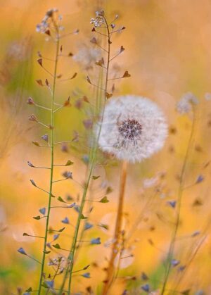 PK595 Pusteblume und Hirtentäschel