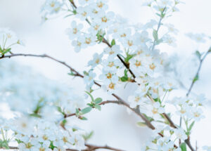 PK615 Kirschblüten